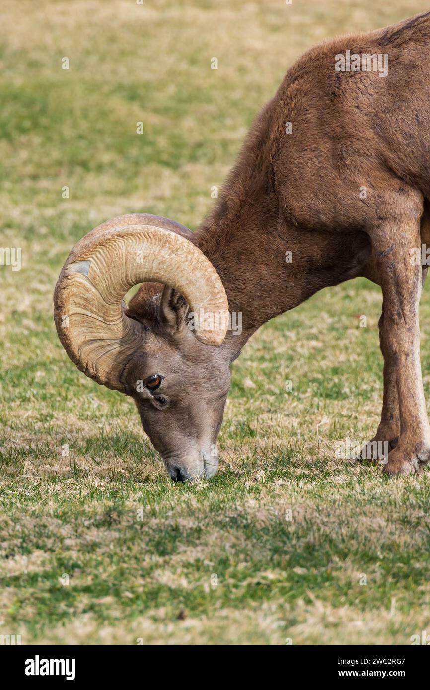 Bighorn sheep grazing on a sloped mountainside Stock Photo - Alamy