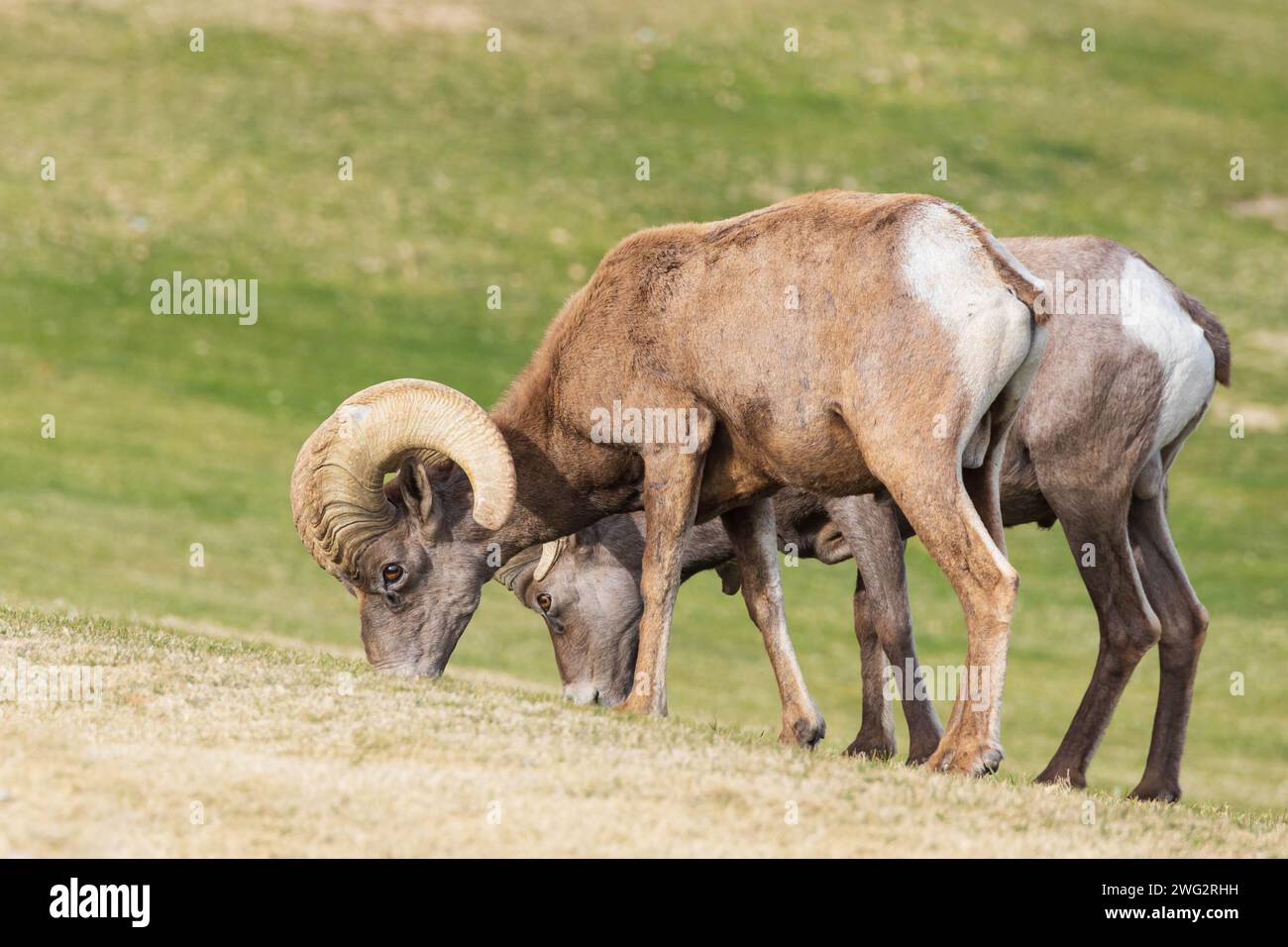 Bighorn sheep grazing on a sloped mountainside Stock Photo - Alamy