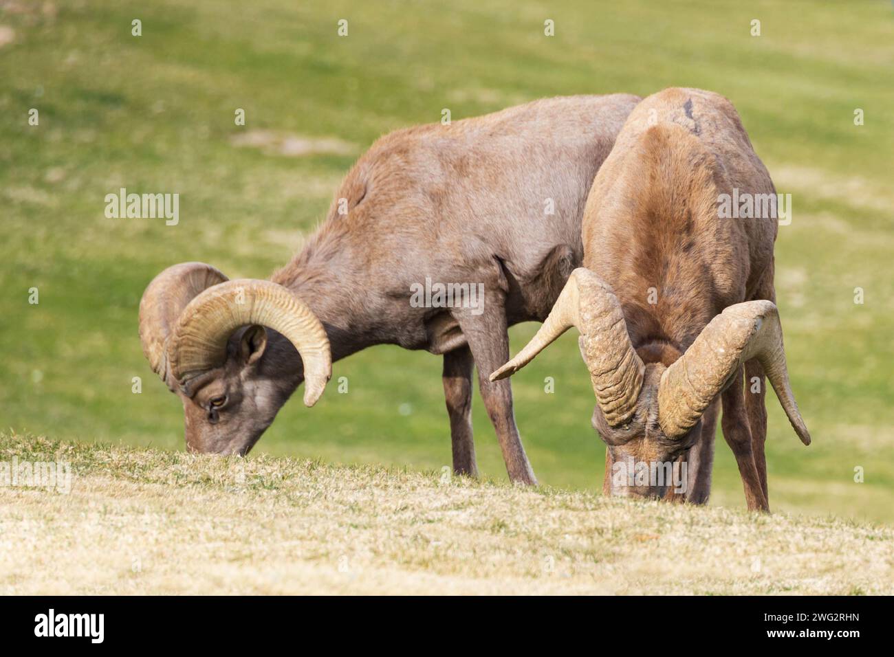 Bighorn sheep grazing on a sloped mountainside Stock Photo - Alamy