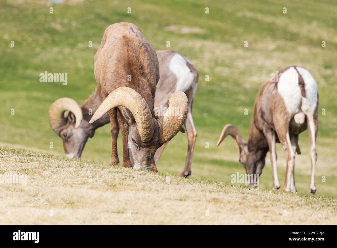 Bighorn sheep grazing on a sloped mountainside Stock Photo - Alamy