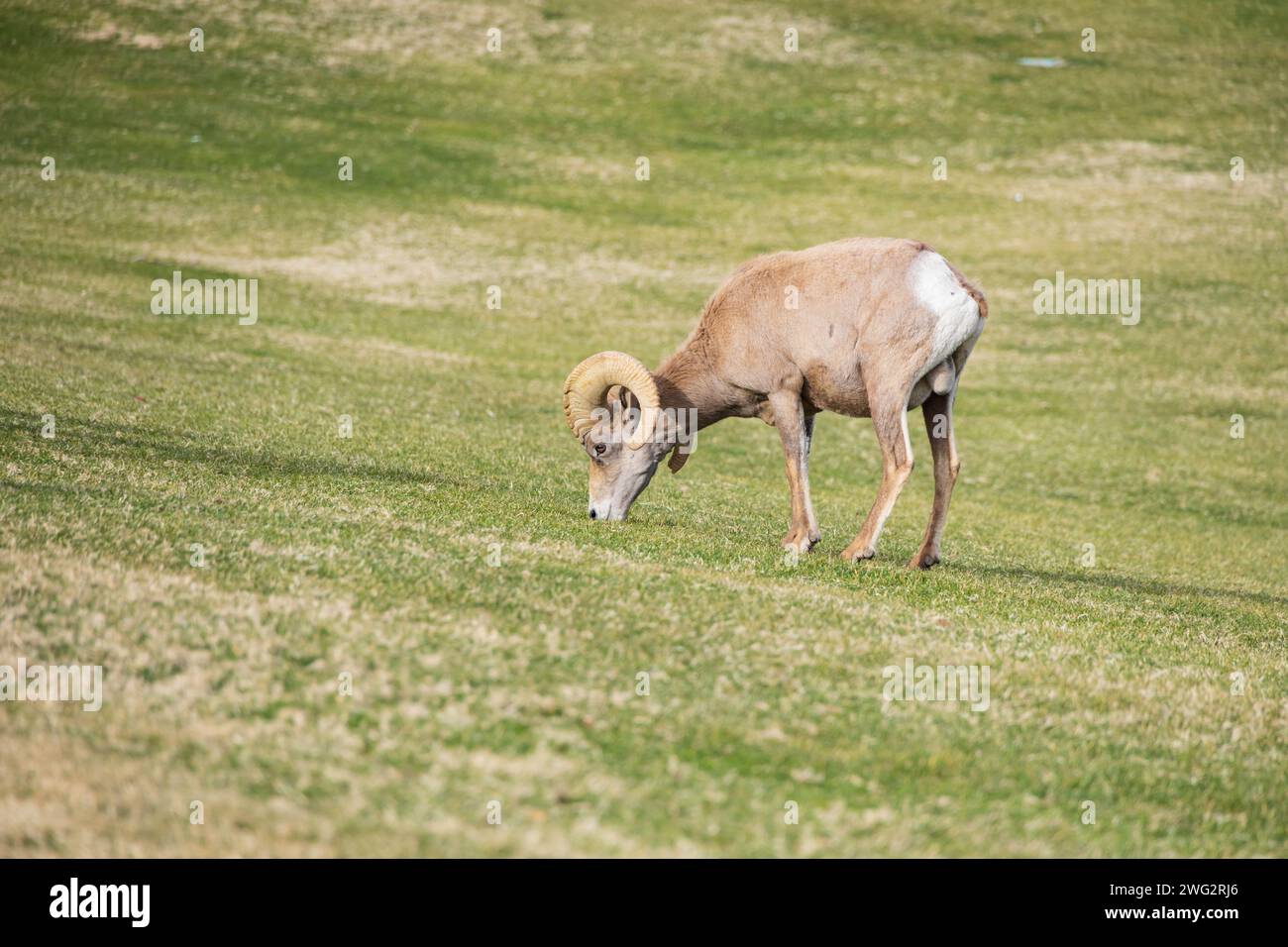 Bighorn sheep grazing on a sloped mountainside Stock Photo - Alamy