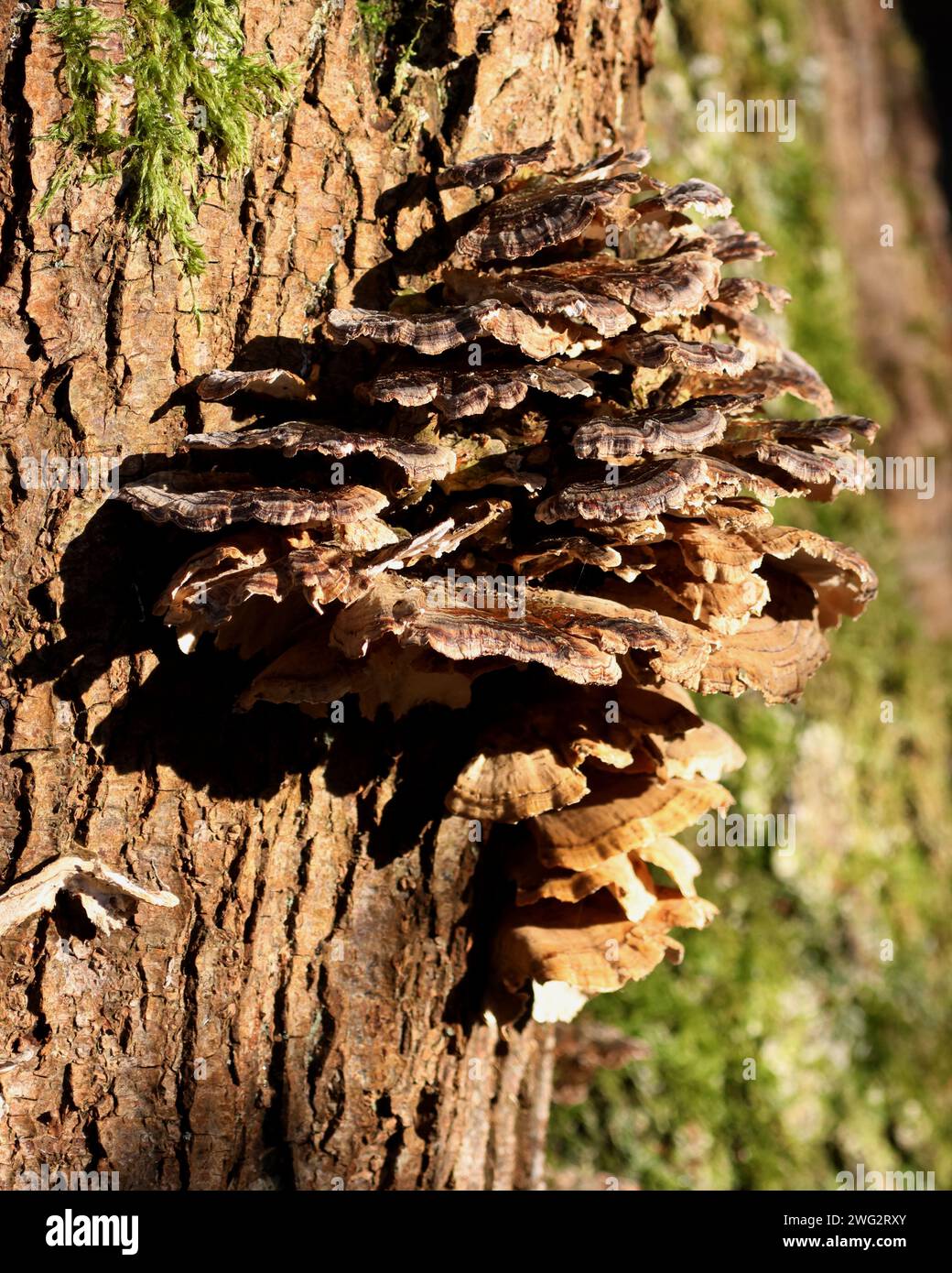 Turkeytail Fungus (Trametes versicolor) on a tree stump Stock Photo