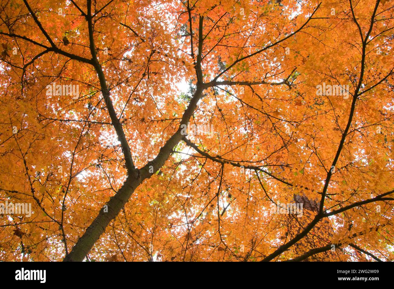 Japanese canopy hi-res stock photography and images - Alamy