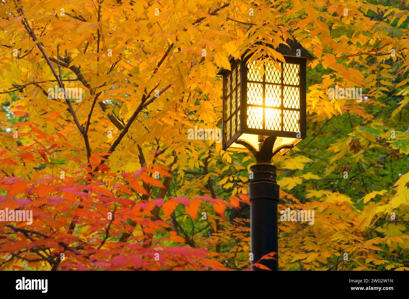 Park lamp, Lithia Park, Ashland, Oregon Stock Photo Alamy