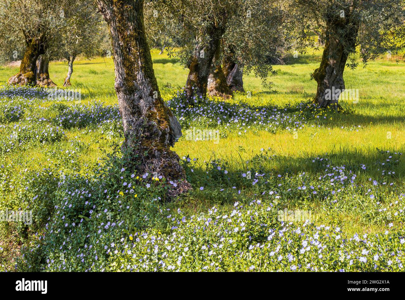 Wildflowers growing around the trees in an olive grove in Central Portugal Stock Photo