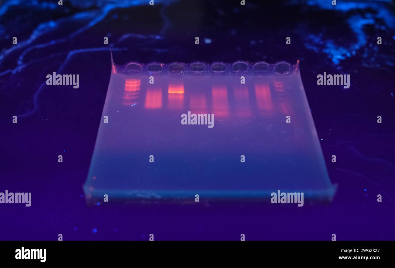 DNA bands on agarose gel plate Stock Photo