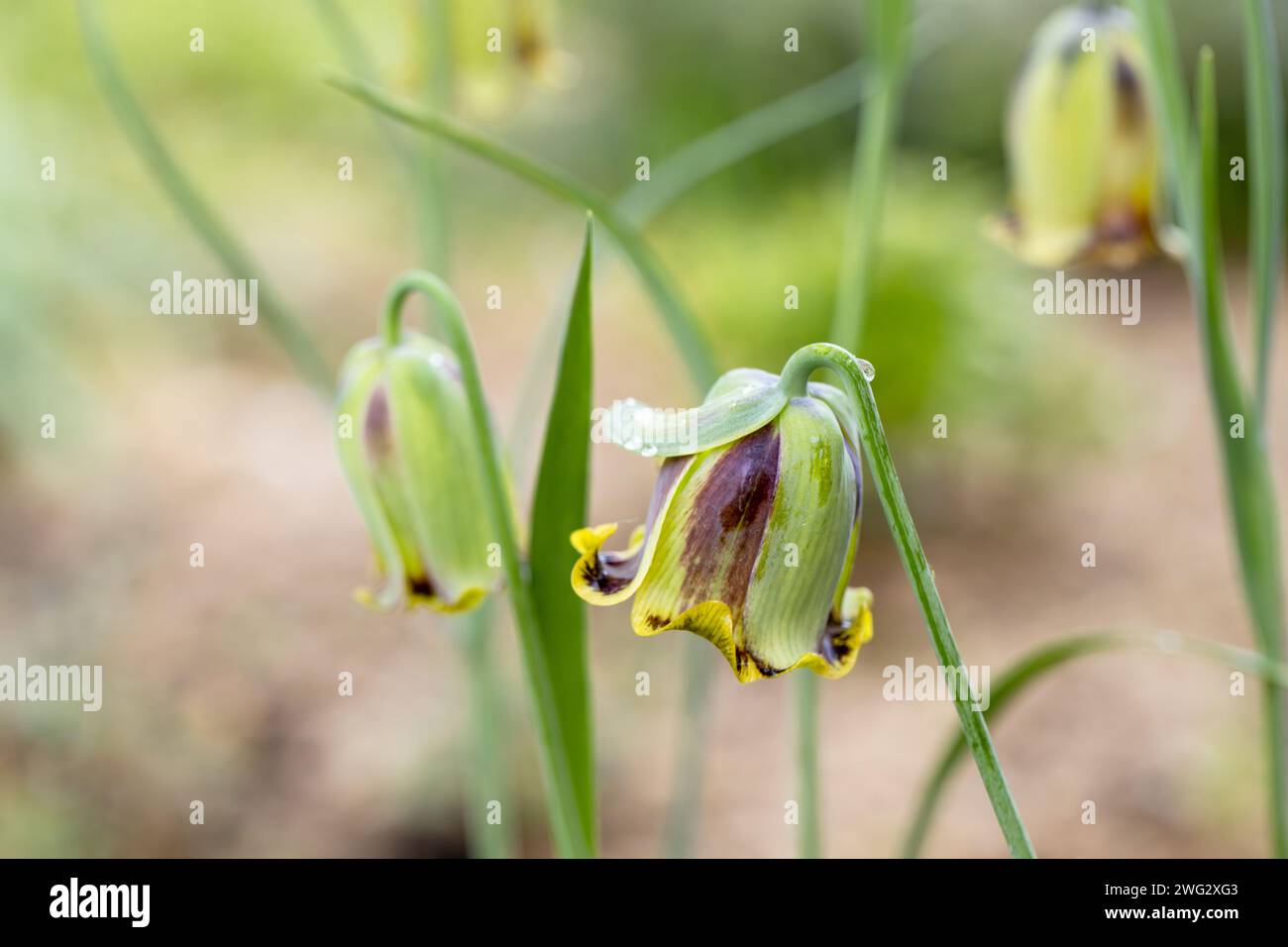 Fritillaria acmopetala, the pointed-petal fritillary bloom in spring in the garden on a sunny day Stock Photo