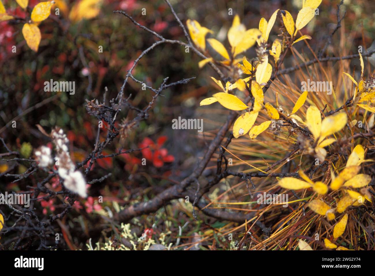 dwarf willow, Salix herbacea, in fall colors on the North Slope of the Brooks Range, Arctic Alaska Stock Photo