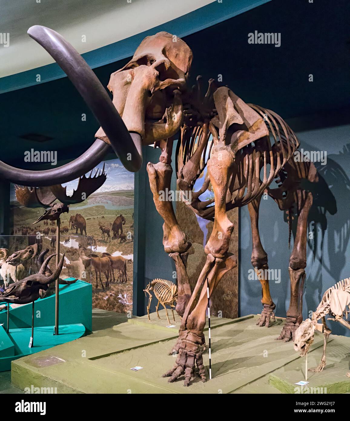 Mammoth skeleton,  Mammuthus primigenius, skeletal specimen on display in the Ice Age Mammals exhibition of the Paleobiology Hall at the Smithsonian Institution National Museum of Natural History in Washington, D.C. The skeletal elements were collected in 1952 in Alaska. Stock Photo