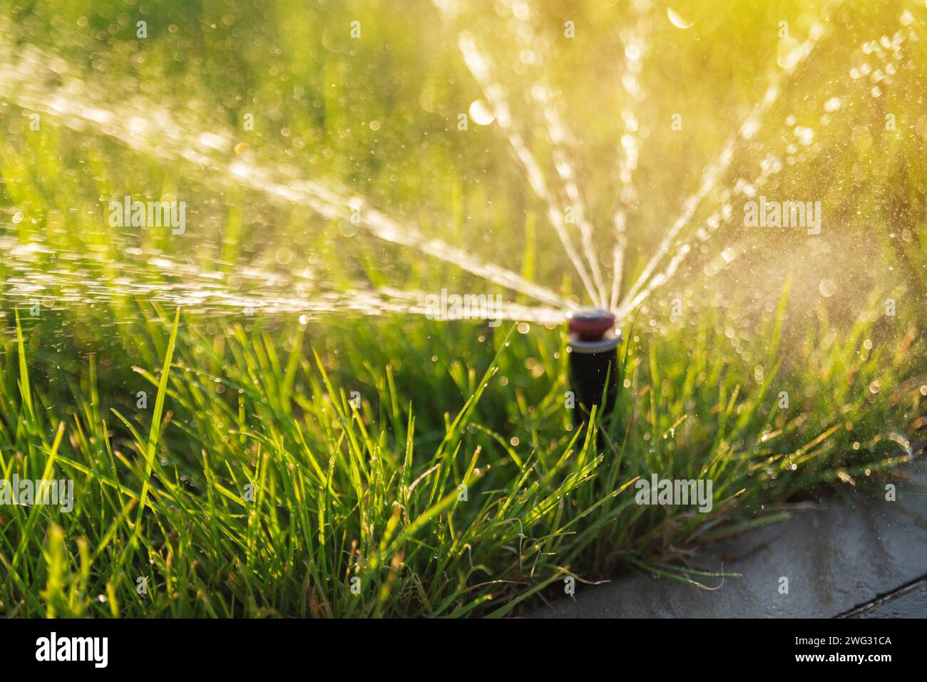 Green lawn irrigation with automatic sprinkler irrigation system. Blurred selective focus Stock