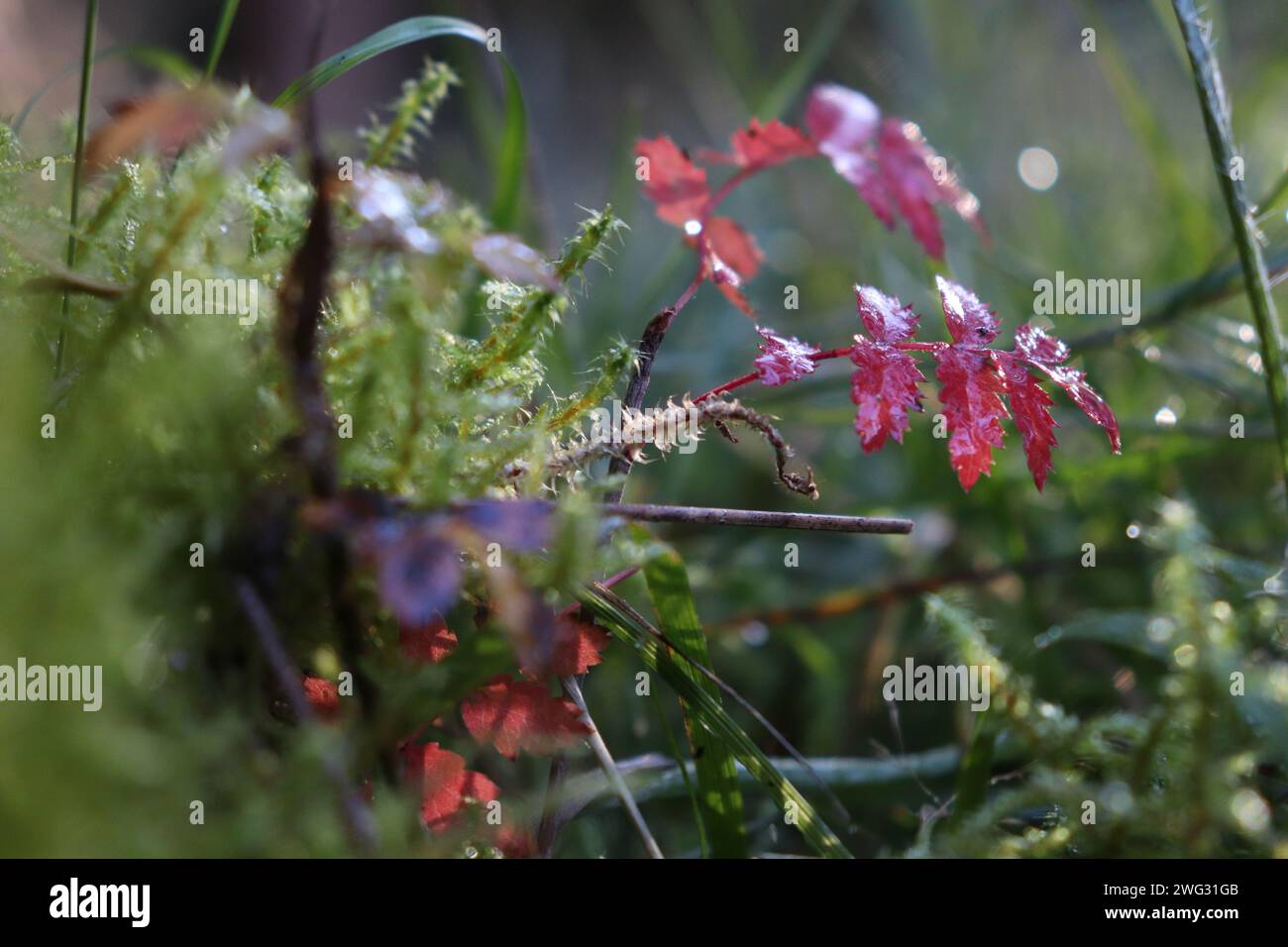 rote Pflanze inmitten von Farn auf einer Waldwiese Stock Photo Alamy