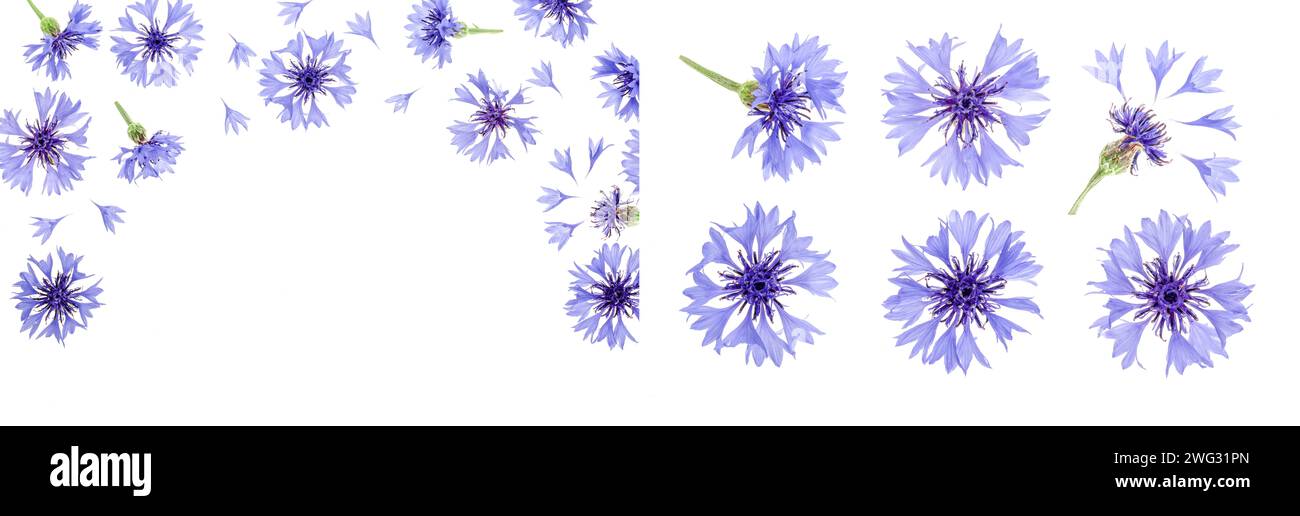 Blue cornflower isolated on white background with copy space for your text. Top view. Flat lay pattern Stock Photo