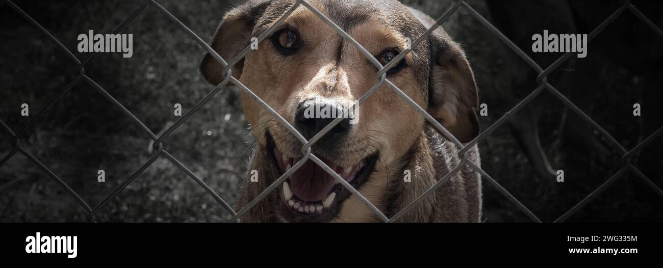 Dog in animal shelter waiting for adoption. Dog  behind the fences. Portrait of homeless dog in animal shelter cage. Stock Photo