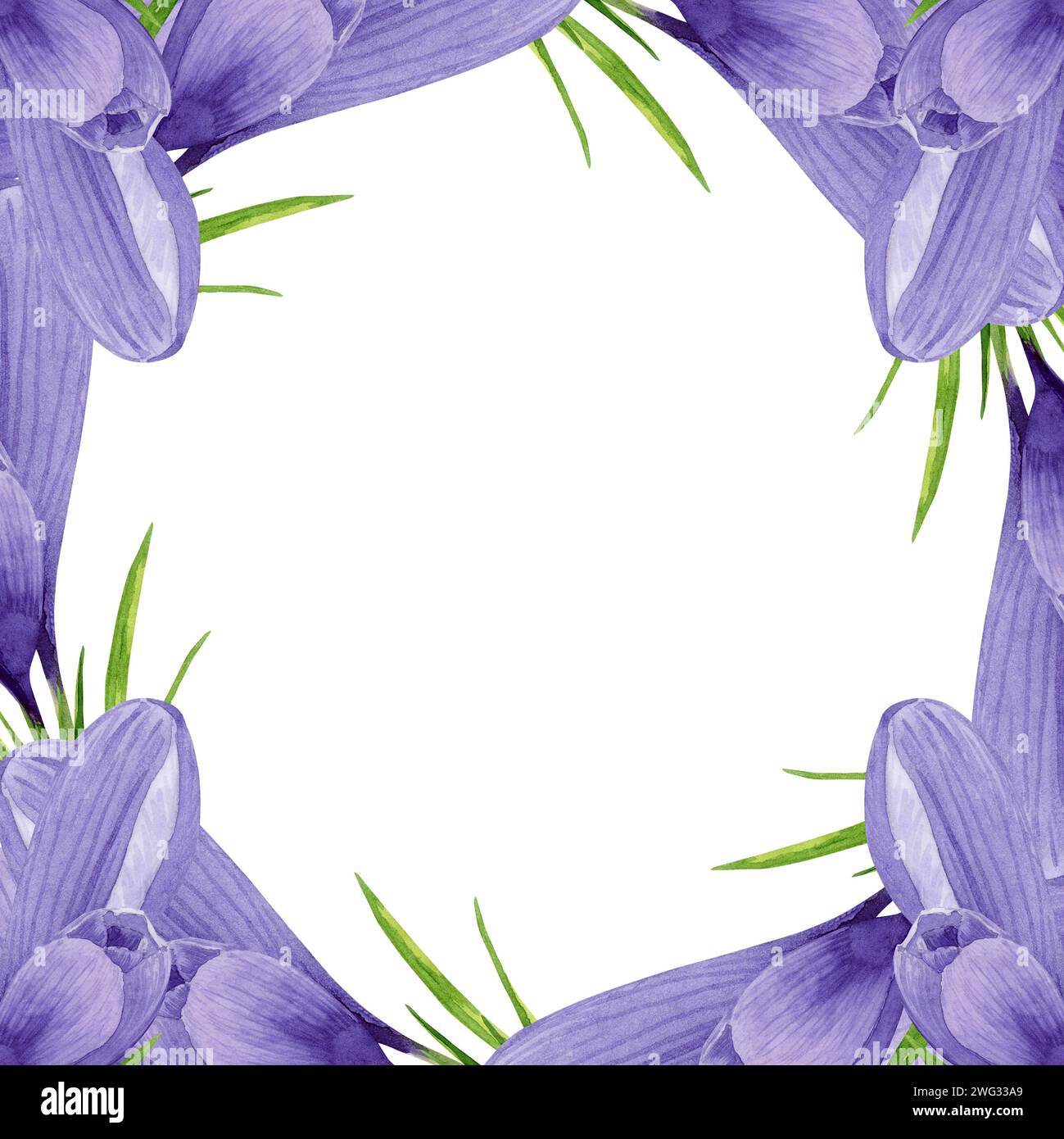 Watercolor purple crocuses frame, spring flowers arrangement. Hand painted watercolor floral illustration. Design element for label, logo, packaging, Stock Photo