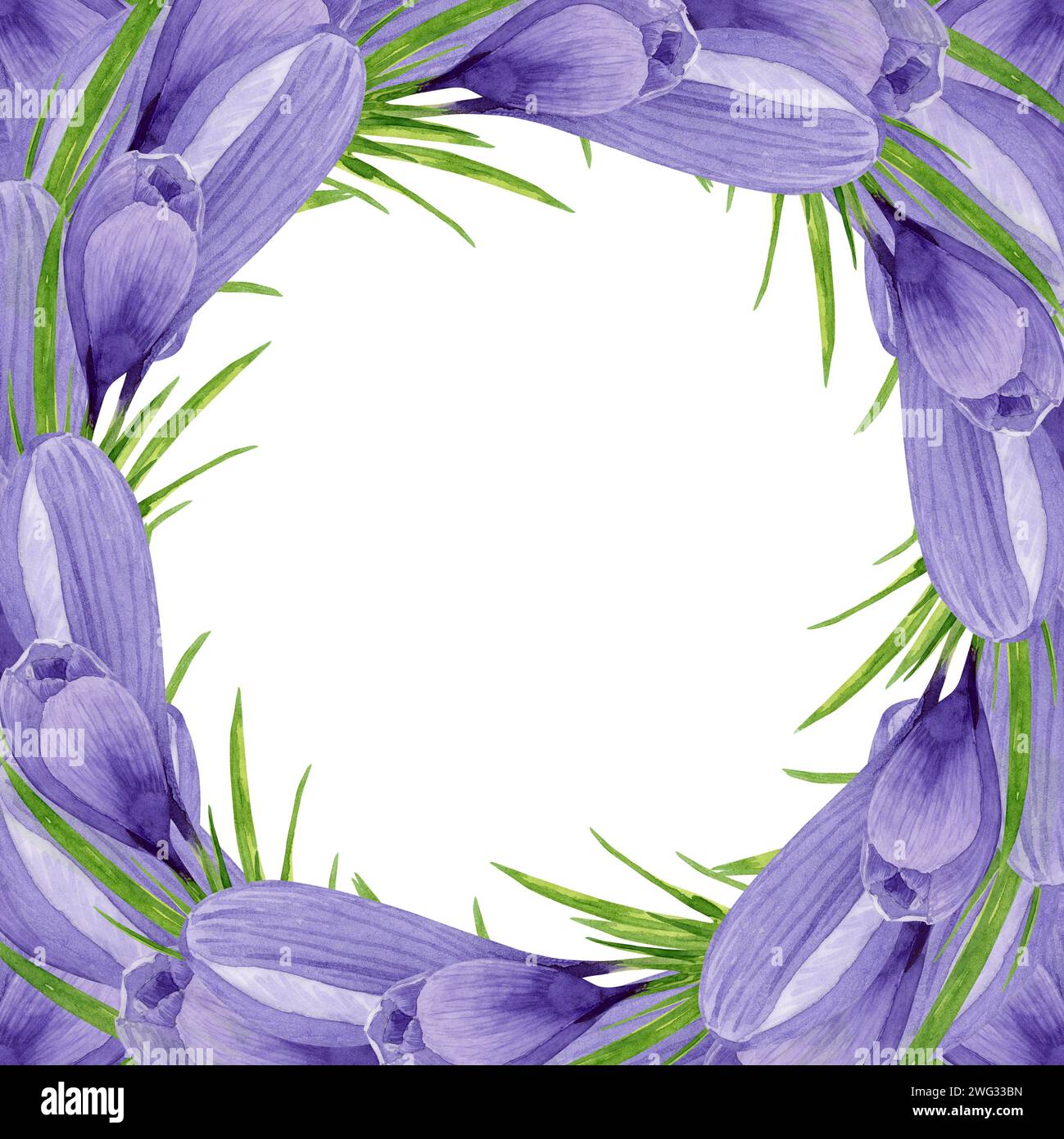 Watercolor purple crocuses frame, spring flowers arrangement. Hand painted watercolor floral illustration. Design element for label, logo, packaging, Stock Photo