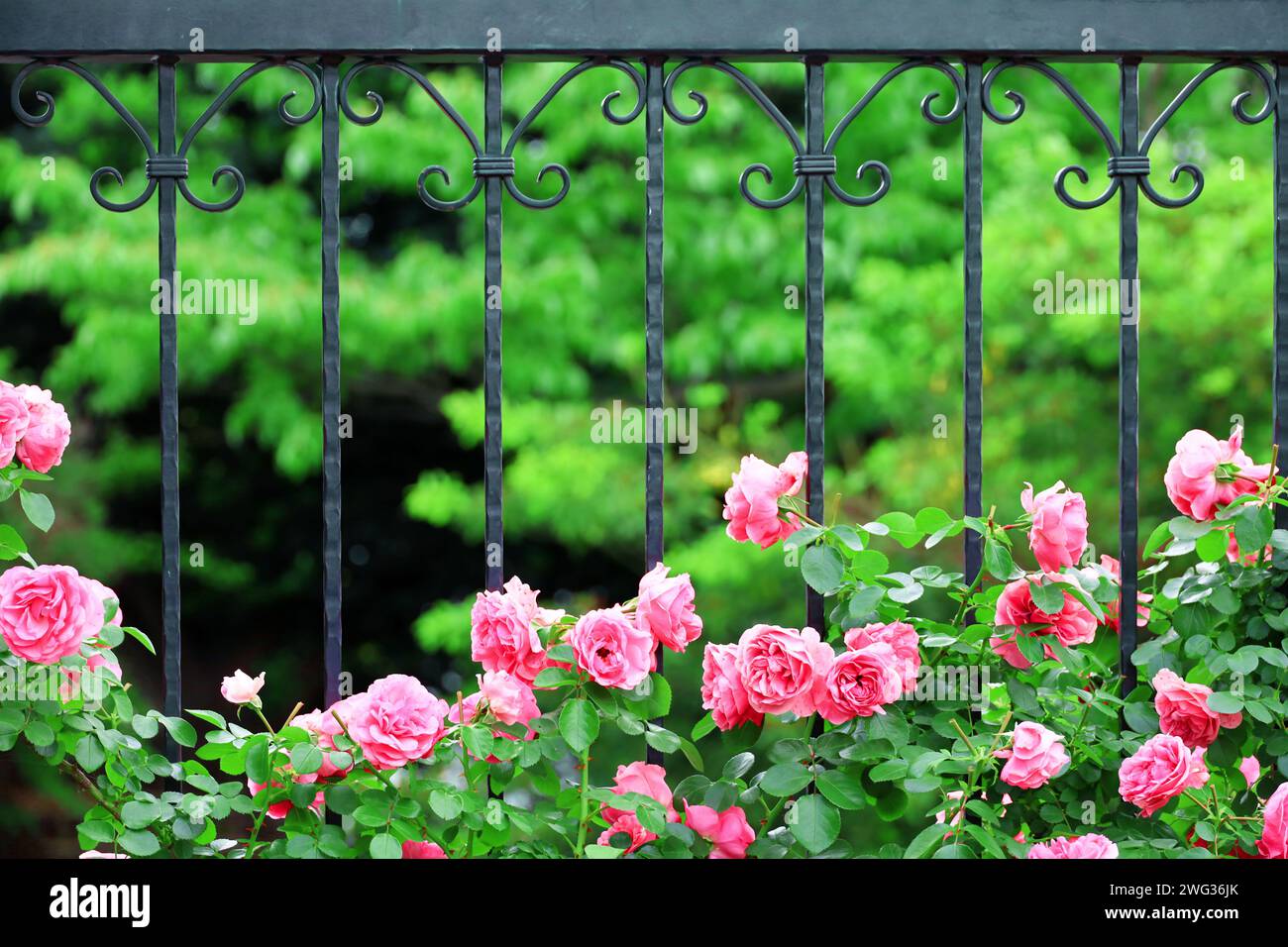 Cute flower garden hi-res stock photography and images - Alamy