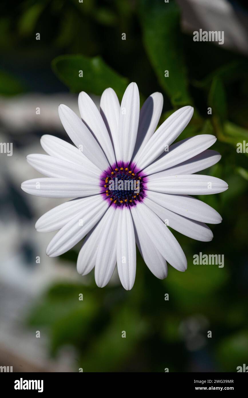 Osteospermum is a white home flower garden. Natural background, vertical photo Stock Photo