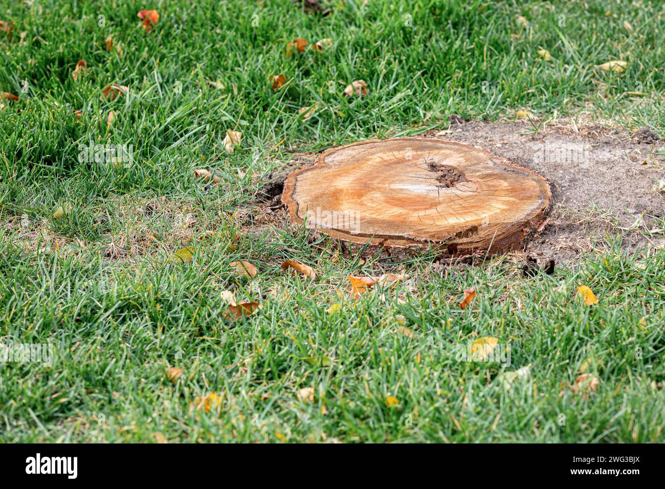 Tree stump in yard. Stump removal, landscaping and lawncare concept. Stock Photo