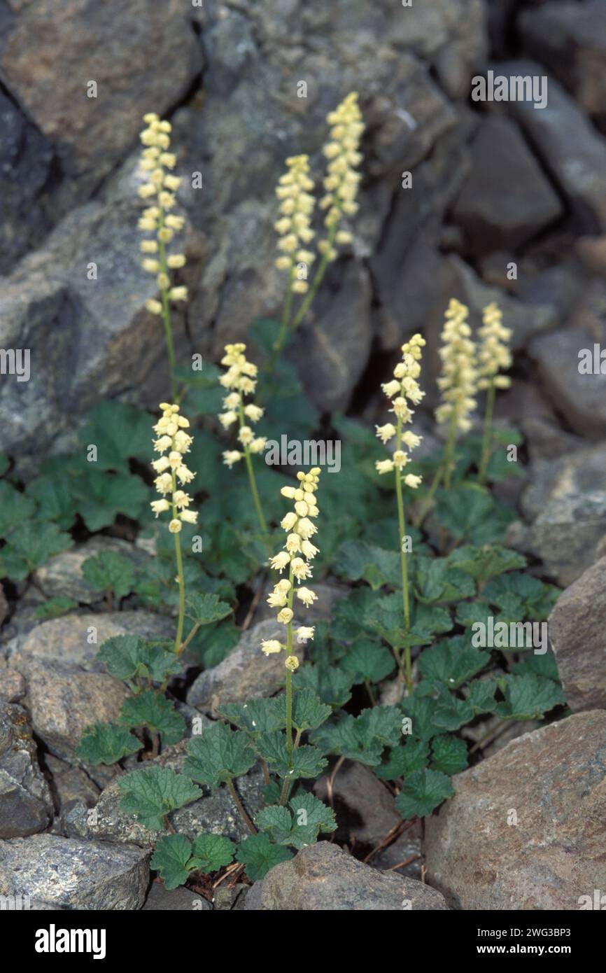 fringecup, Tellima grandiflora, wildflowers blooming in Olympic National Park, Olympic Peninsula, Washington Stock Photo