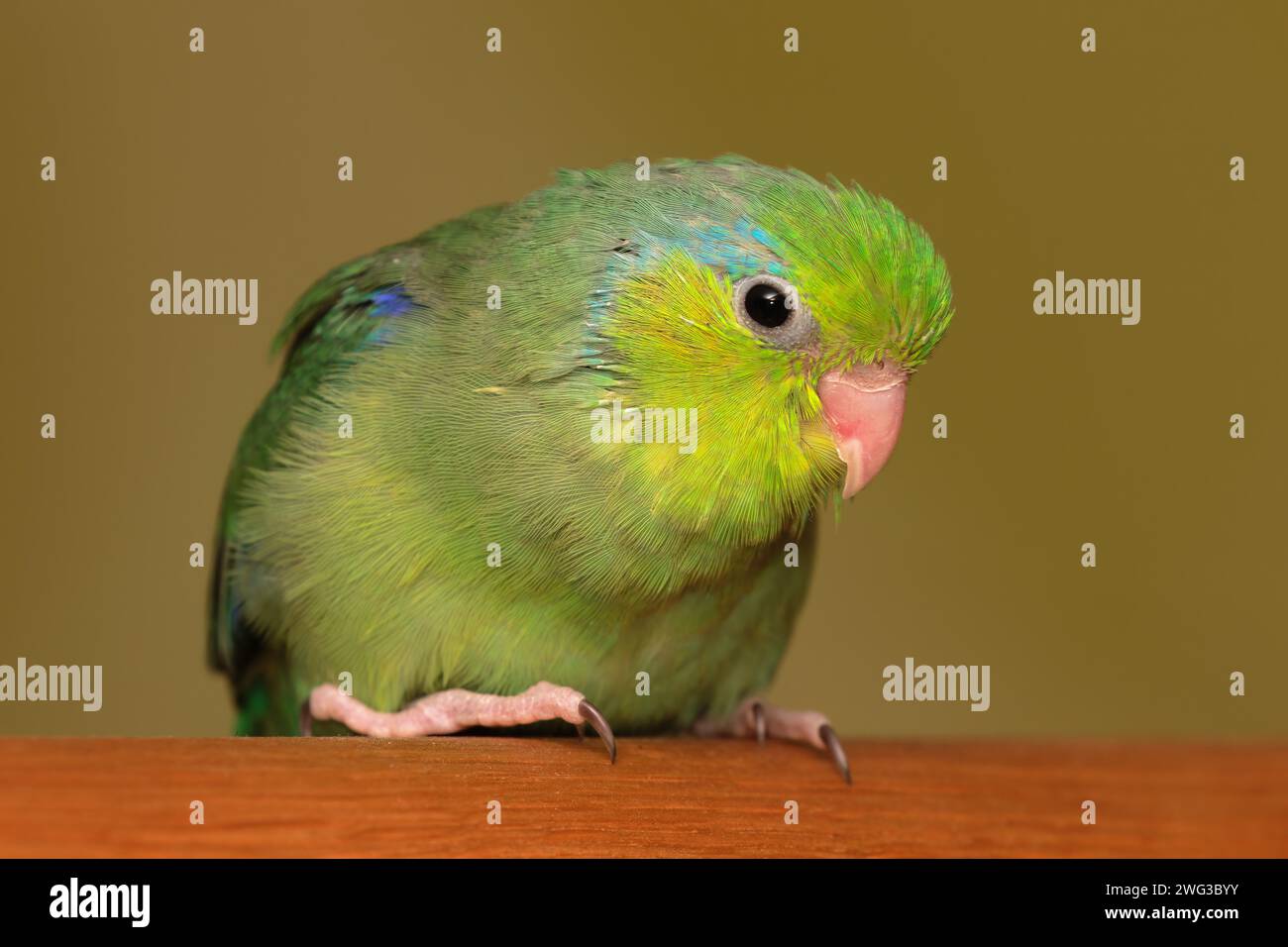 Pacific parrotlet (Forpus coelestis) - male green Stock Photo