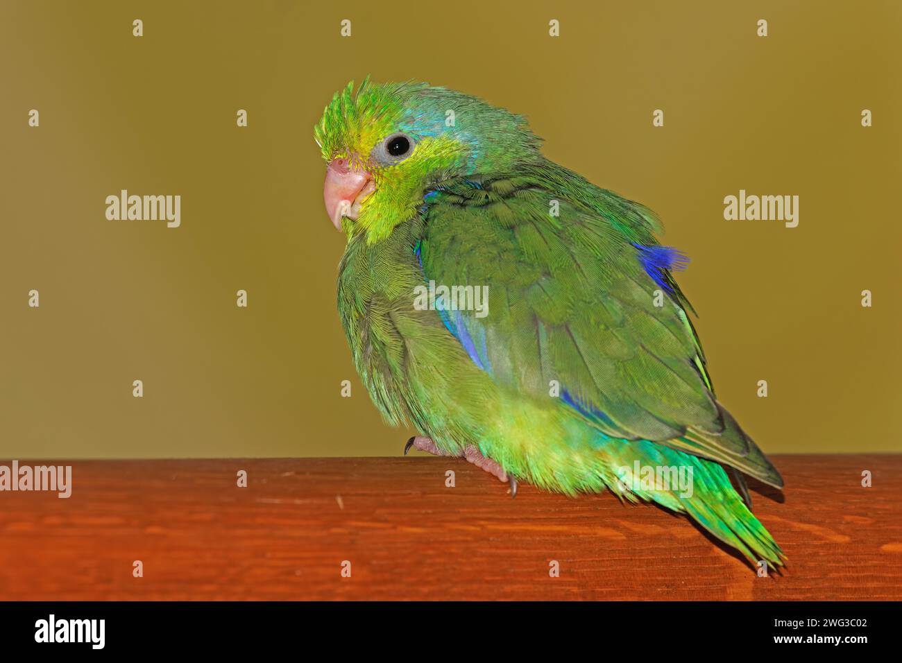 Pacific parrotlet (Forpus coelestis) - male green Stock Photo