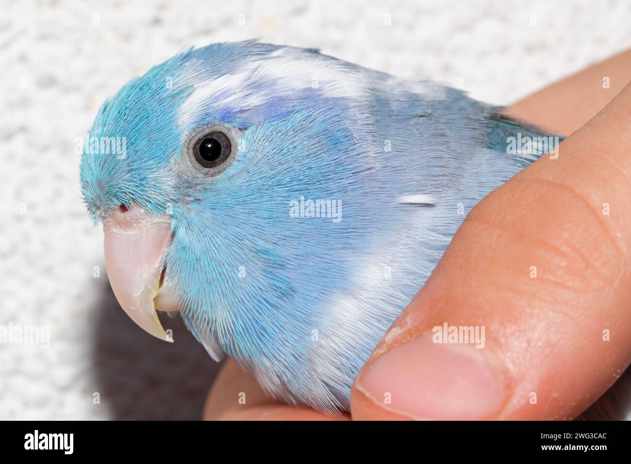 Pacific parrotlet (Forpus coelestis) - female blue fallow Stock Photo