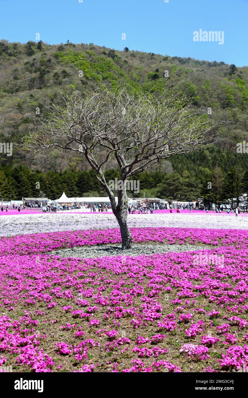 The Shibazakura Festival in Japan near Mount Fuji. Stock Photo