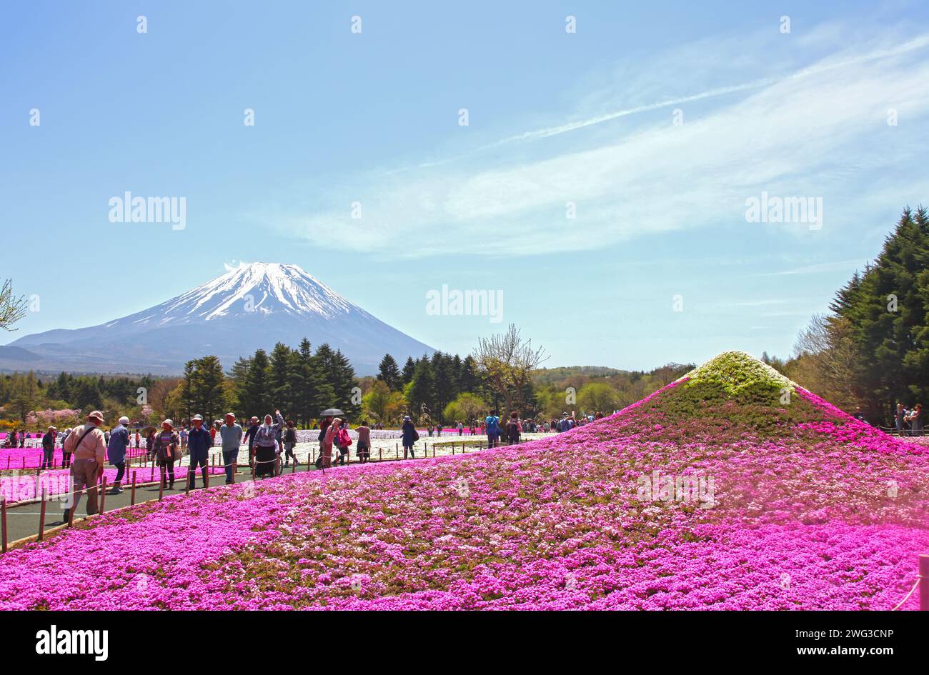 The Shibazakura Festival in Japan near Mount Fuji. Stock Photo