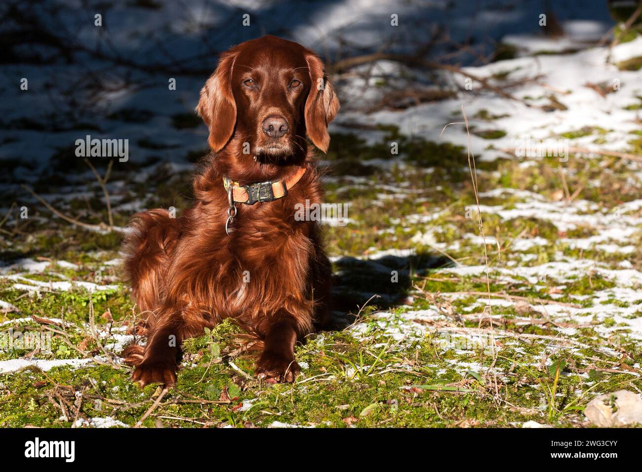 In winter, an Irish Setter lies on the moss at the edge of the forest and enjoys the warming rays of the sun. Stock Photo