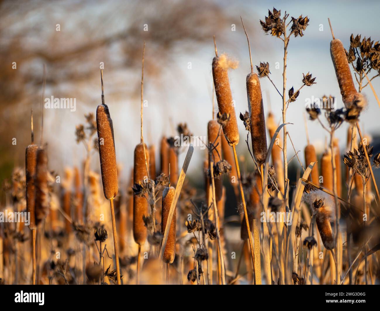 Cattail or bulrush, bathed in golden sunlight, graces the water’s edge. Stock Photo