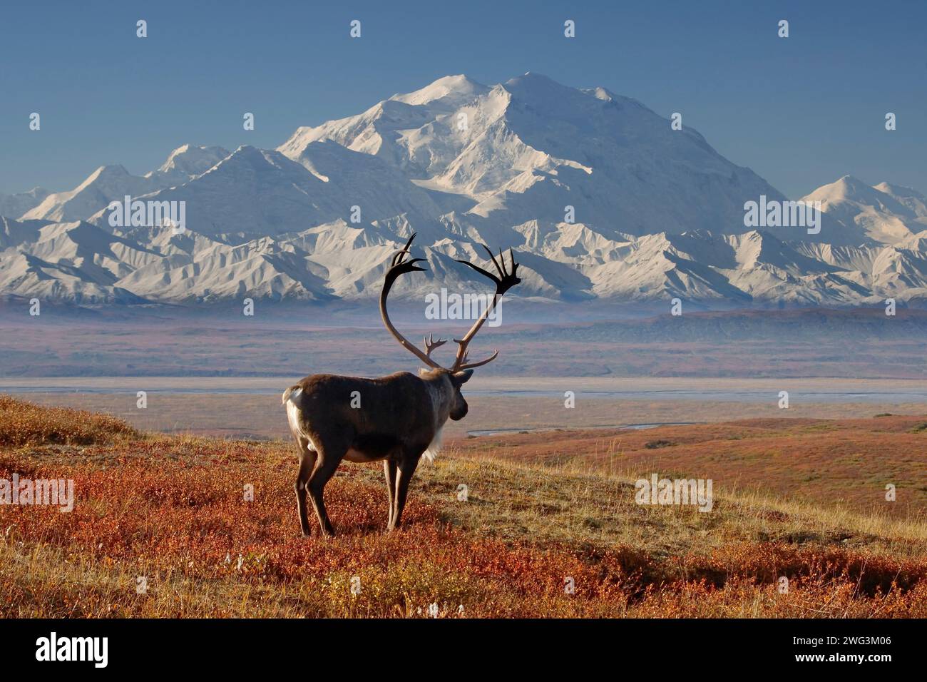 Caribou Rangifer Tarandus Bull In Fall Colors Overlooking Mt 