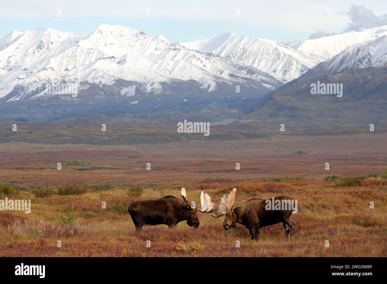 moose Alces alces two bulls in rut fighting sparing during mating ...