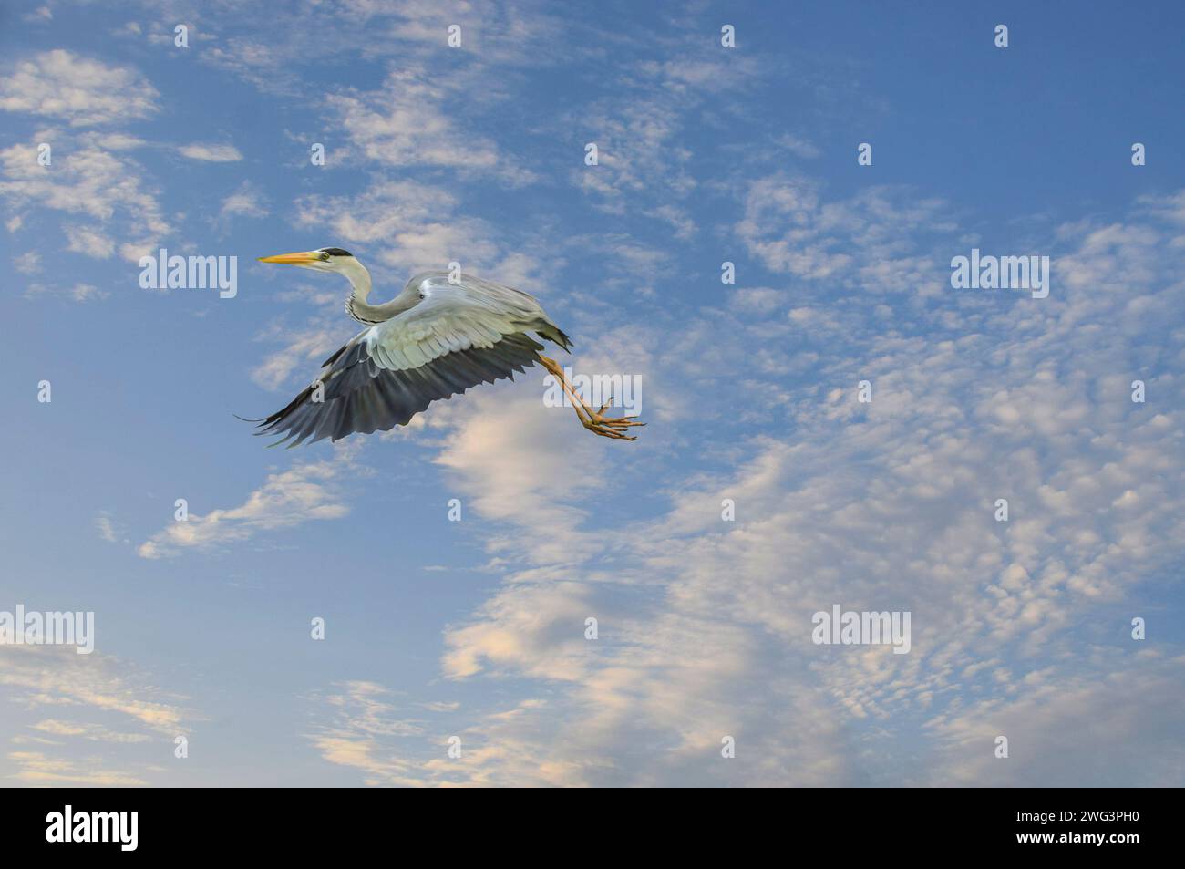 Flying grey heron with clouds and blue sky background. Stock Photo