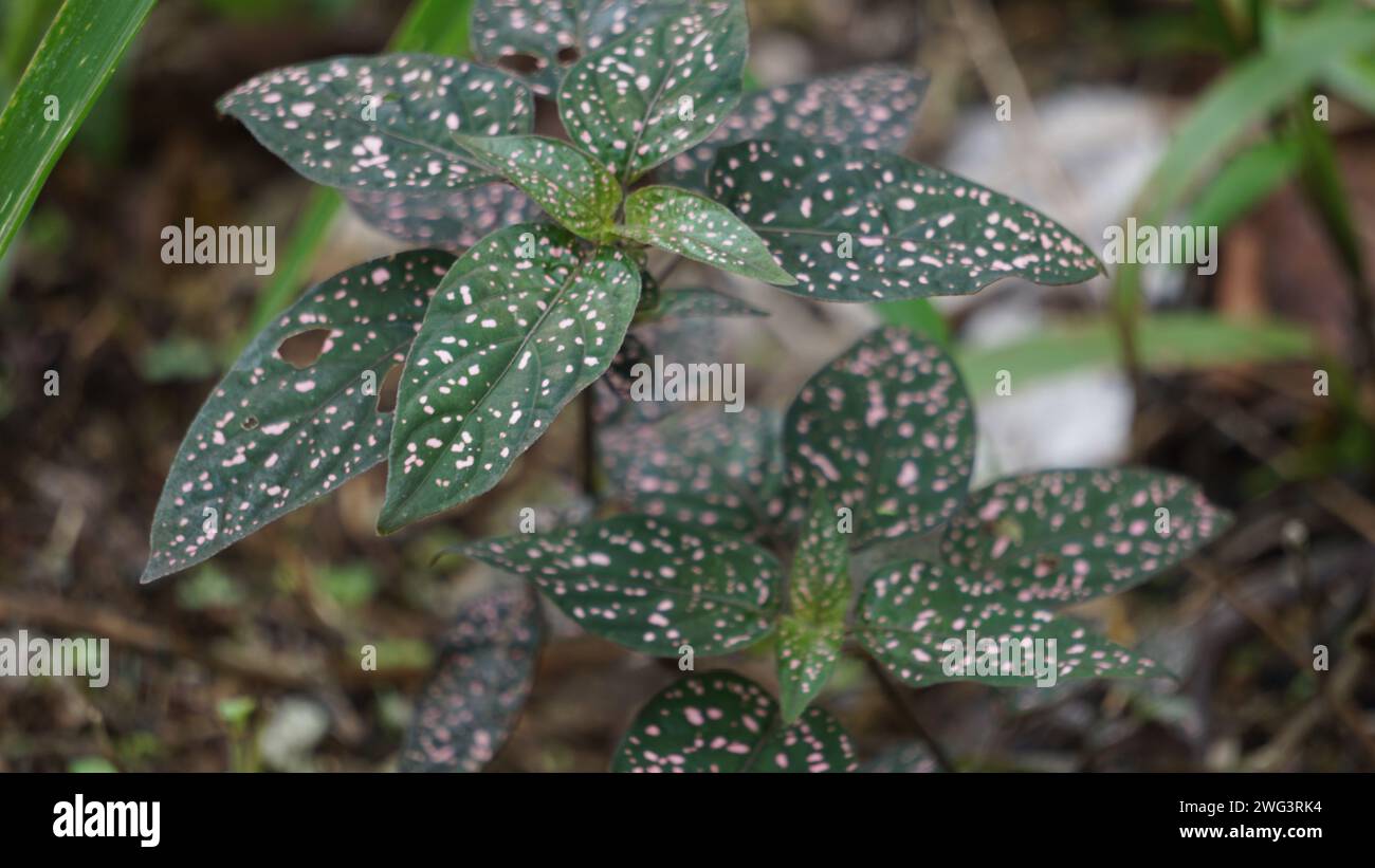 Hypoestes phyllostachya (polka dot plant, Hypoestes sanguinolenta). This plant is cultivated as an ornamental plant and is familiar as a houseplant Stock Photo