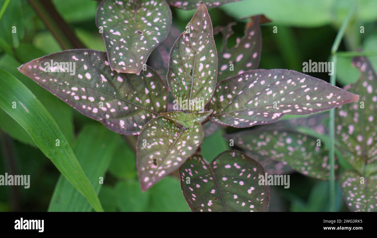 Hypoestes phyllostachya (polka dot plant, Hypoestes sanguinolenta). This plant is cultivated as an ornamental plant and is familiar as a houseplant Stock Photo