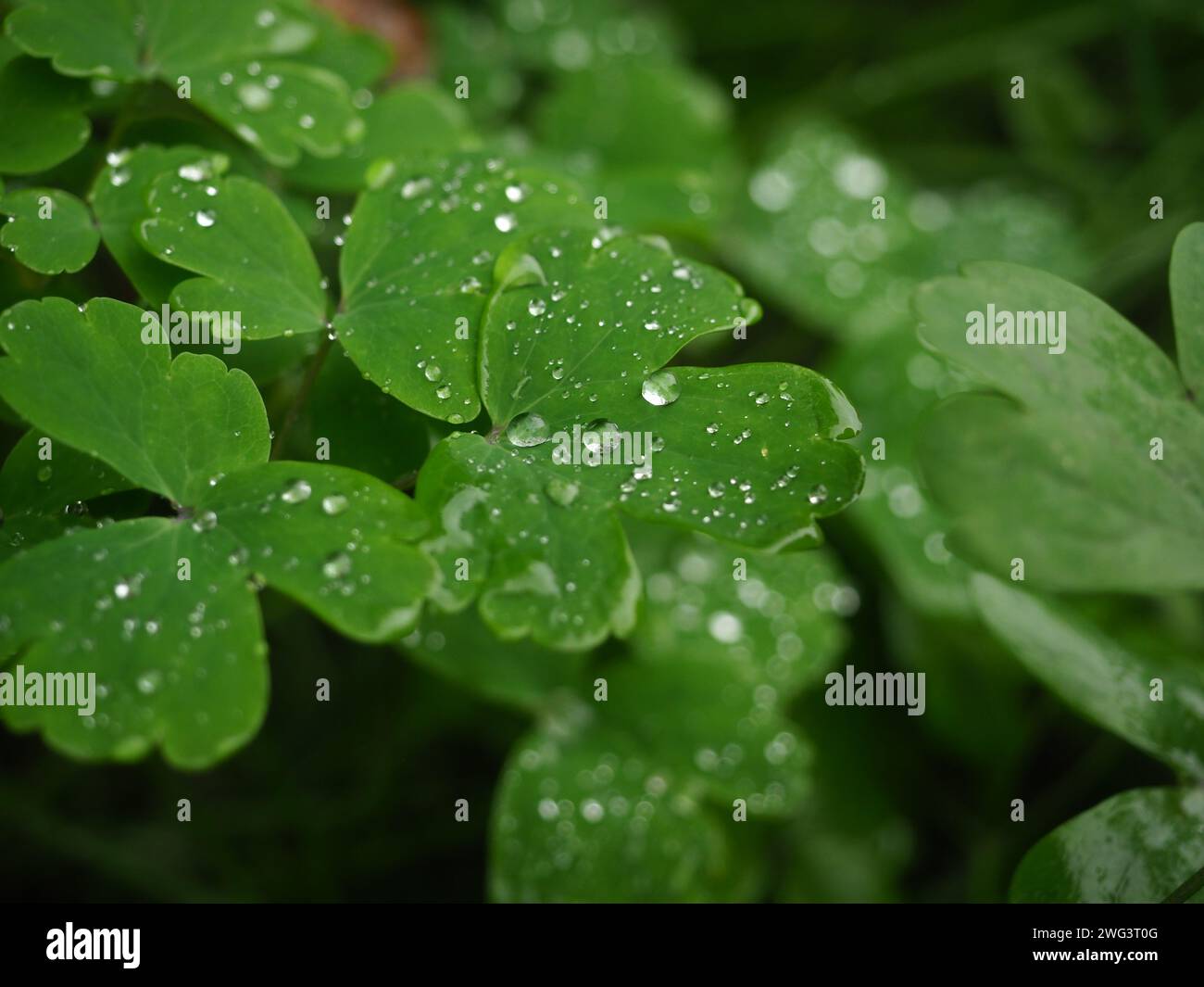 water drops on a leaf of wild plant. macro photo. Stock Photo