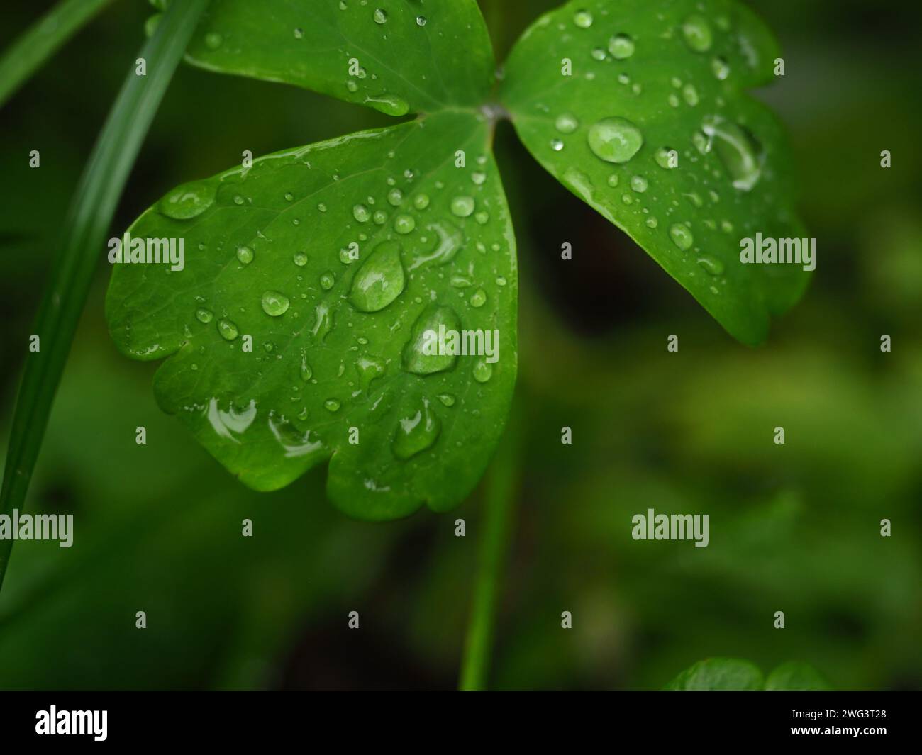 water drops on a leaf of wild plant. macro photo. Stock Photo