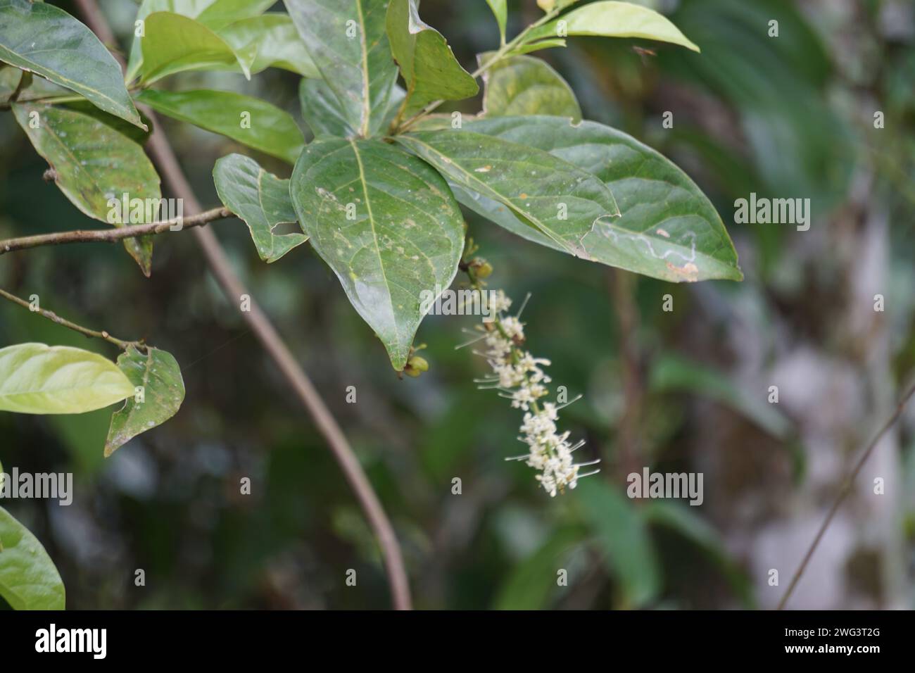 Gympie gympie plant hires stock photography and images Alamy