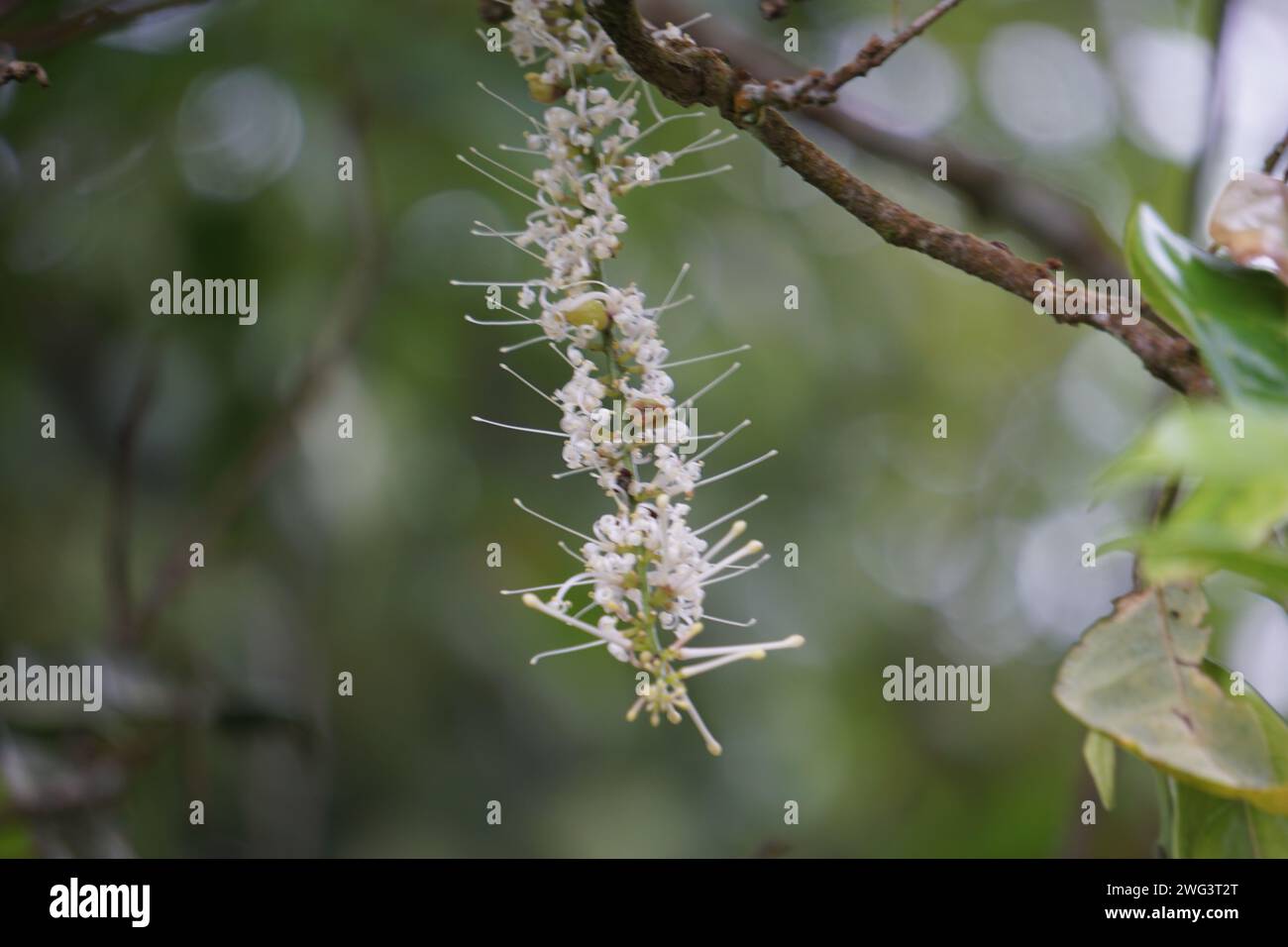 Macadamia ternifolia (small fruited Queensland nut, gympie nut) flower