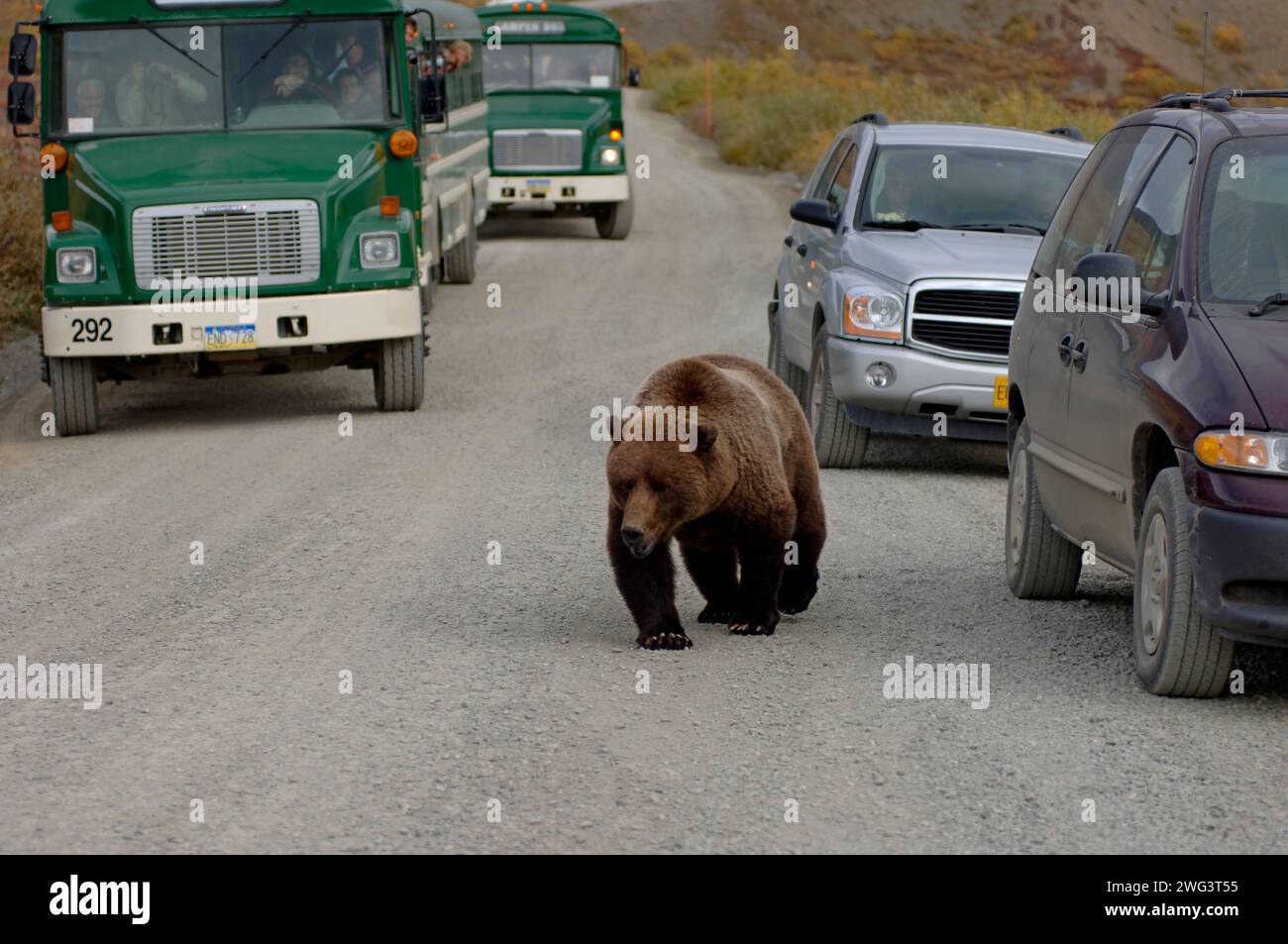 brown bear, Ursus arctos, grizzly bear, Ursus horribils, walking along ...