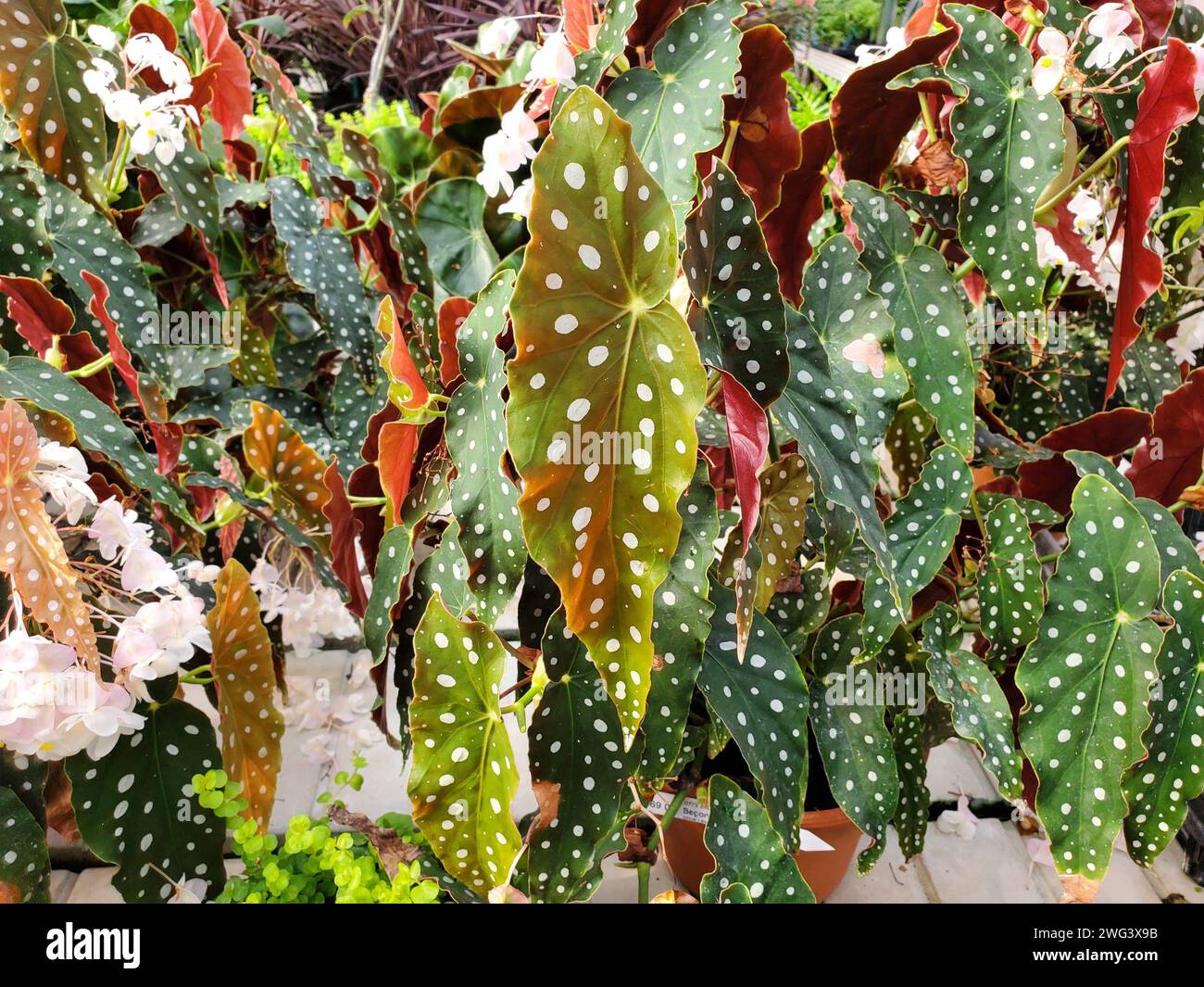 A spread of beautiful leaves of Polka Dot Begonia, also known as Begonia Maculata Stock Photo