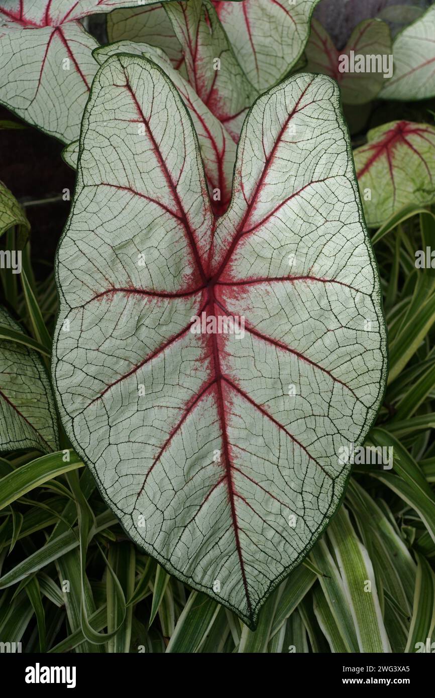 Close up of the beautiful red veined leaf of Caladium White Queen Stock Photo
