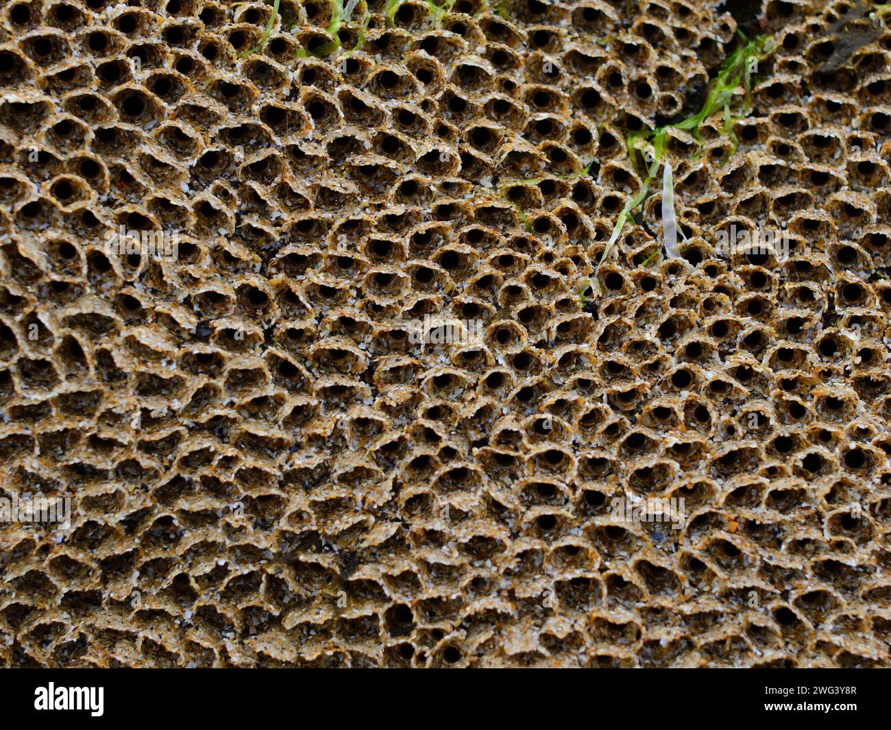 Honeycomb worm reef Stock Photo