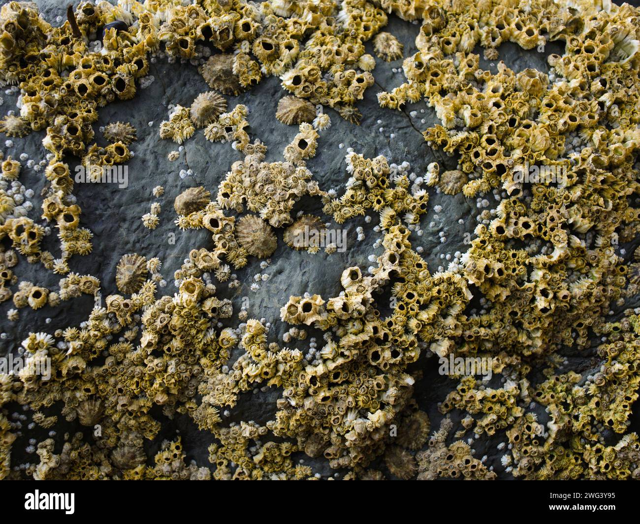 Barnacles on coastal rocks Stock Photo