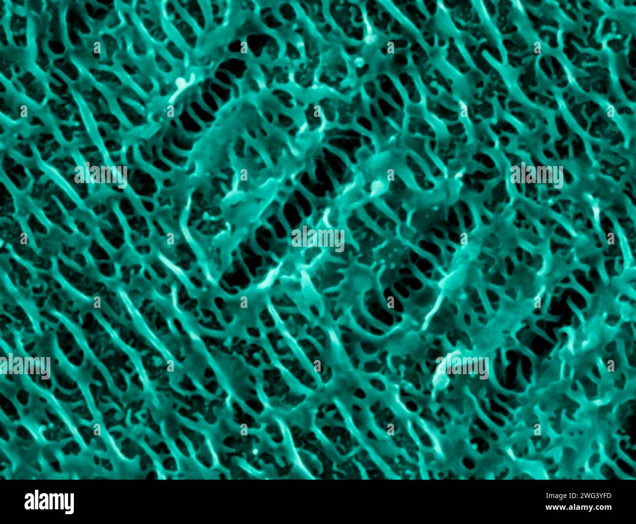 Nanowires on nickel. Coloured scanning electron micrograph (SEM) of