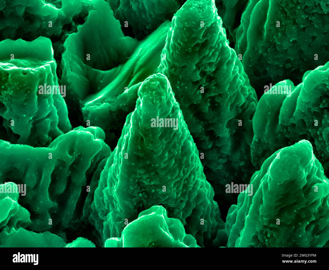 Microcones on silicon, SEM Stock Photo