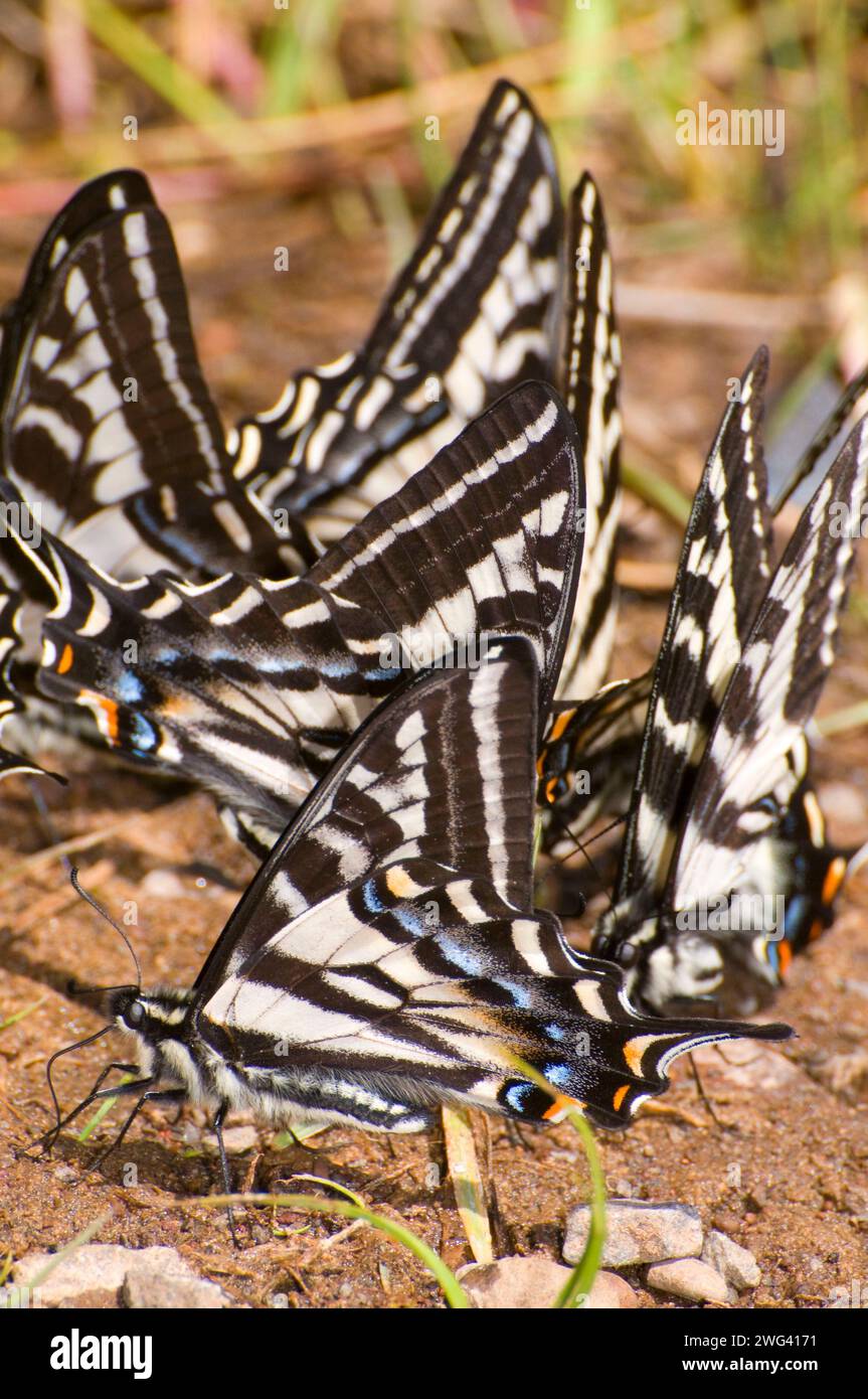 Pale Swallowtail (Papilio eurymedon) at Gate Creek, Mt Hood National Forest, Oregon Stock Photo