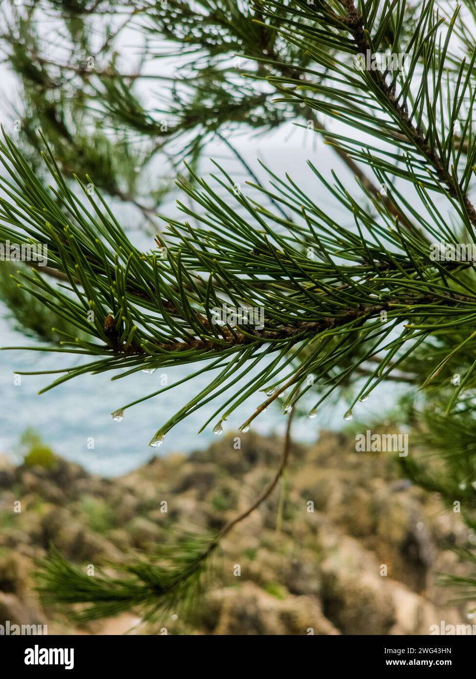 Pine tree thriving on rocky coastal terrain Stock Photo - Alamy
