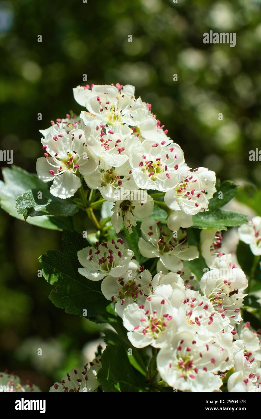 White flowers with pink on a tree with green leaves near Rheingrafenstein castle on a spring day in Rhineland Palatinate, Germany. Stock Photo