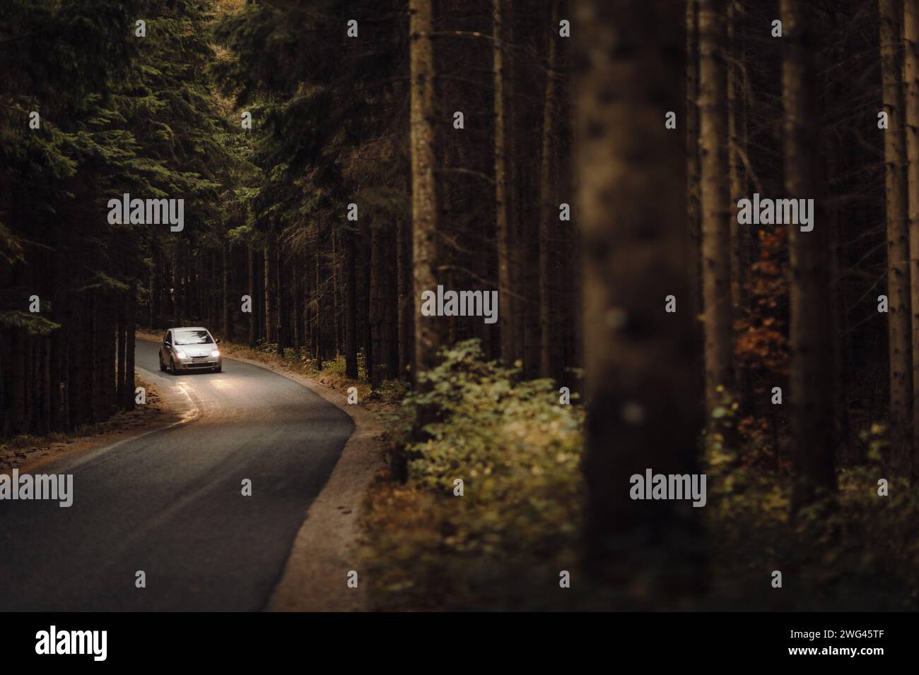 A car driving on a road surrounded by tall trees Stock Photo - Alamy